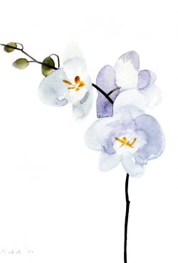 Ivana Zivic, Orchid, Watercolour, 25x19cm, £180