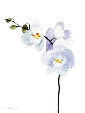 Ivana Zivic, Orchid, Watercolour, 25x19cm, £180